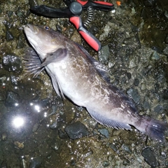 アイナメの釣果