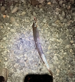 タチウオの釣果