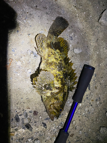 タケノコメバルの釣果