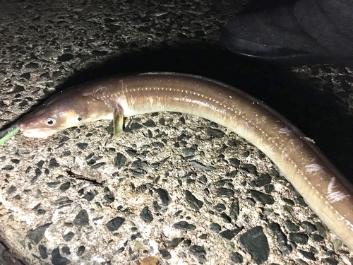 マアナゴの釣果