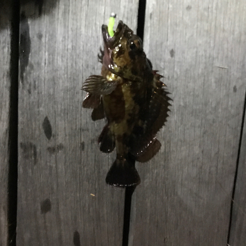 タケノコメバルの釣果