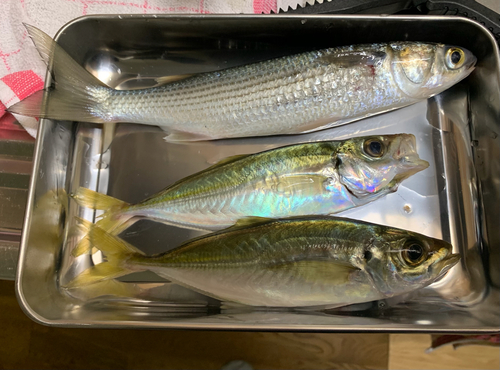 アジの釣果