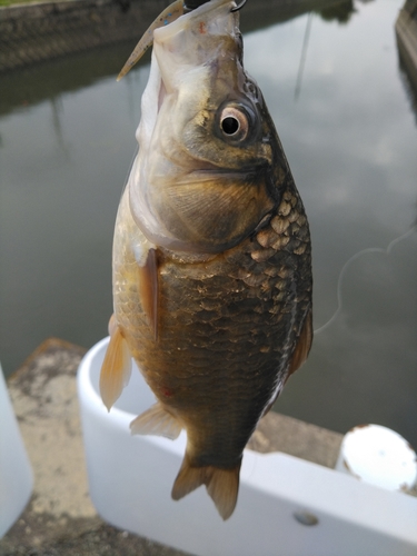 フナの釣果