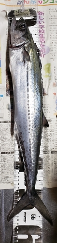 サゴシの釣果