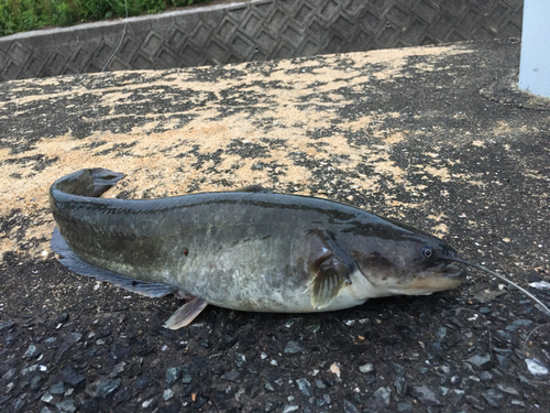 ナマズの釣果