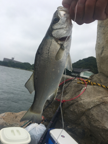 フッコ（ヒラスズキ）の釣果