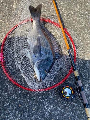 チヌの釣果