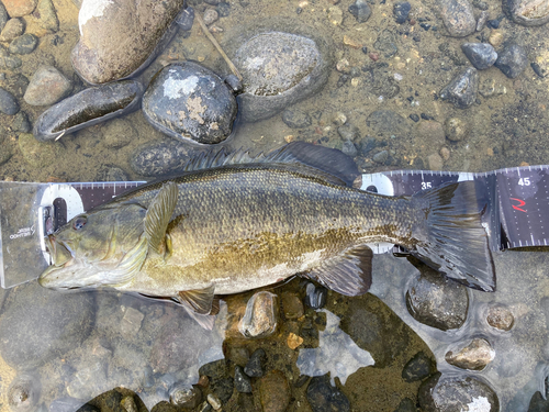 スモールマウスバスの釣果