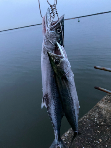 サゴシの釣果