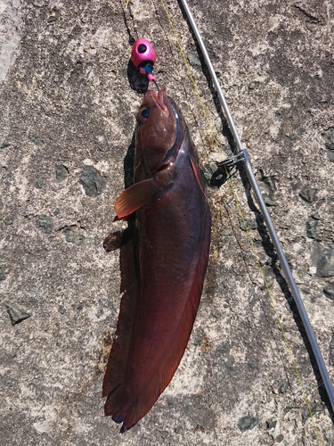 ドンコの釣果