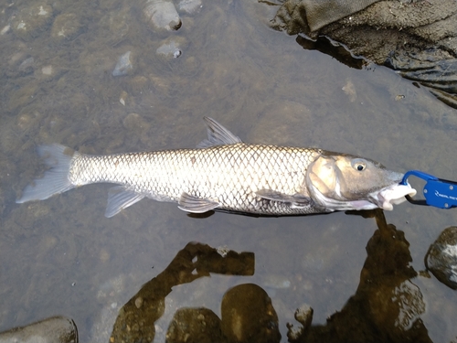 ニゴイの釣果