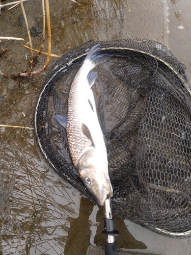 ニゴイの釣果