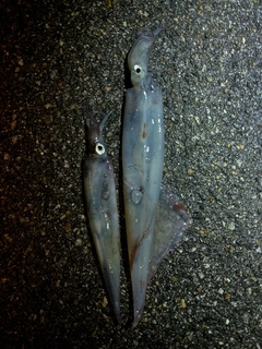 ヤリイカの釣果