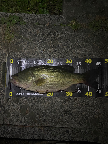 ブラックバスの釣果