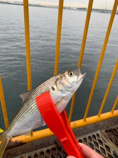 コノシロの釣果