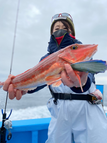 ホウボウの釣果