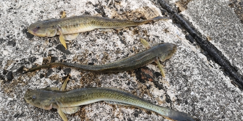 ハゼの釣果