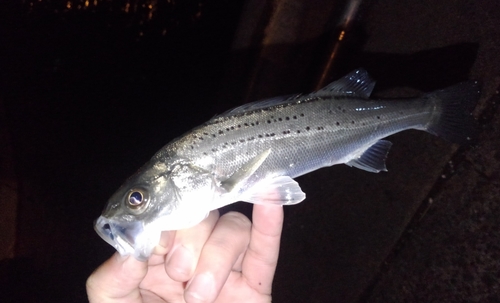 セイゴ（タイリクスズキ）の釣果