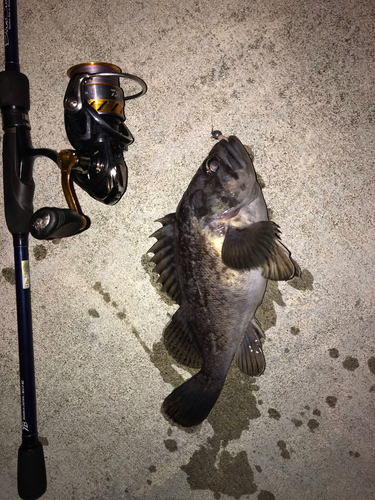 クロソイの釣果