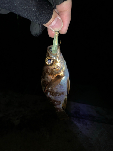 メバルの釣果