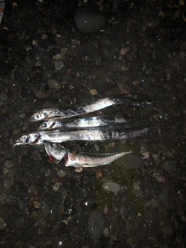 タチウオの釣果