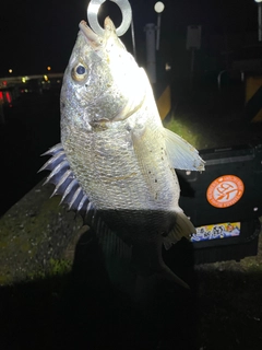 キビレの釣果