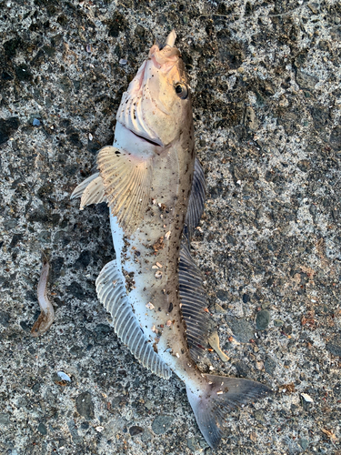 ホッケの釣果