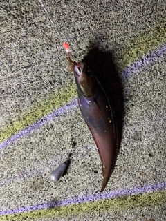 ドンコの釣果