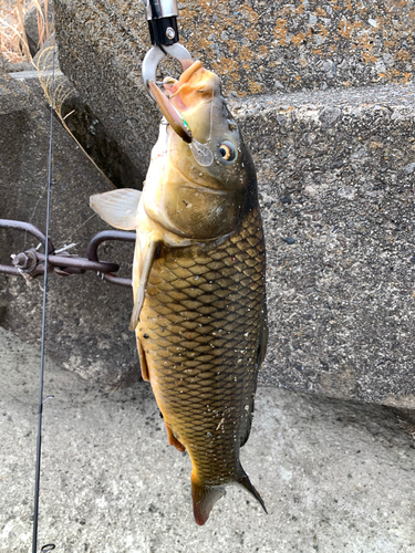 コイの釣果