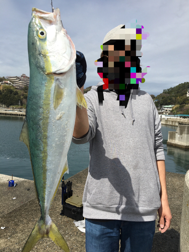 メジロの釣果