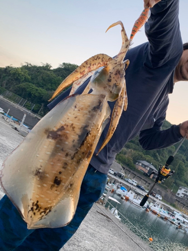 アオリイカの釣果