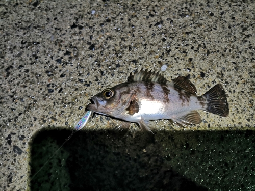 メバルの釣果