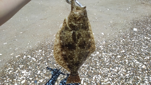 ヒラメの釣果