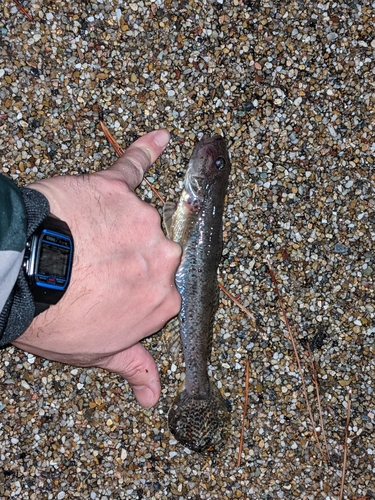 ハゼの釣果