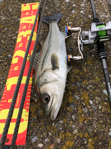 シーバスの釣果