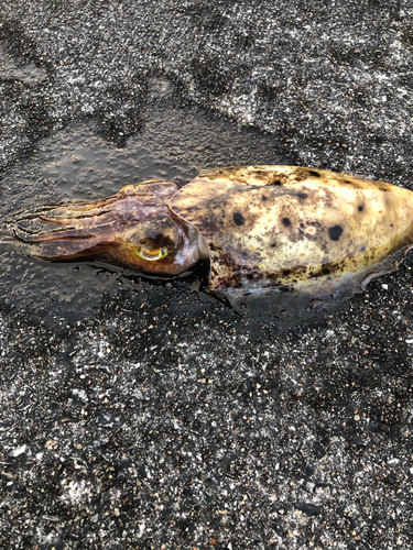 コブシメの釣果