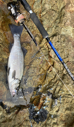 ヒラスズキの釣果