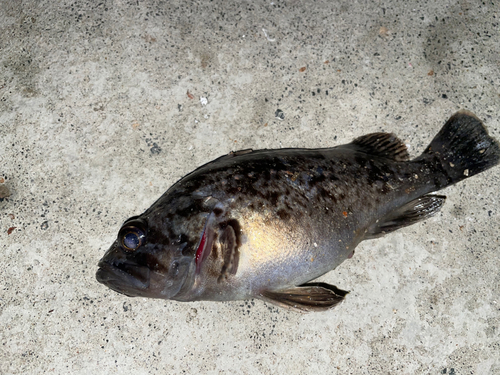 クロソイの釣果