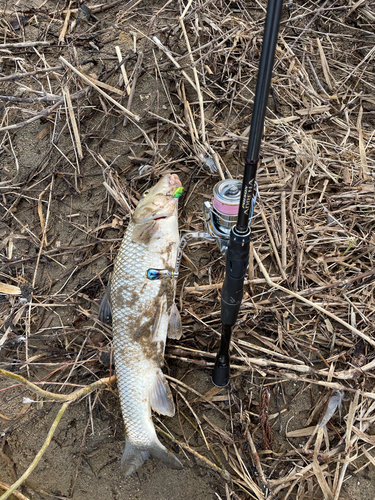 ニゴイの釣果