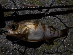 メバルの釣果