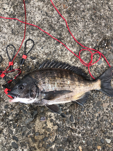 クロダイの釣果