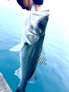 フッコ（マルスズキ）の釣果