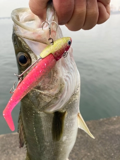 フッコ（マルスズキ）の釣果