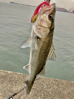 フッコ（マルスズキ）の釣果