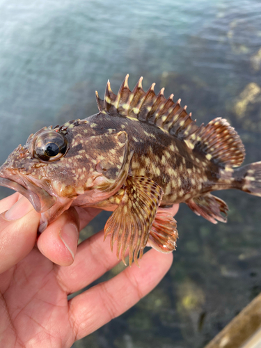 カサゴの釣果