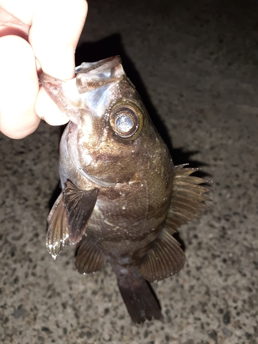 アカメバルの釣果