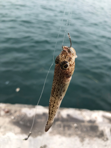 ハゼの釣果