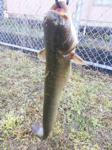 マナマズの釣果