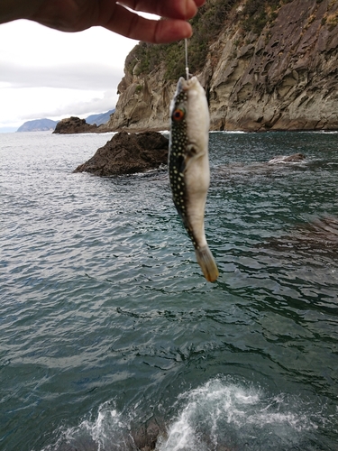 クサフグの釣果