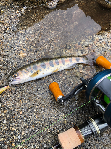 ヤマメの釣果